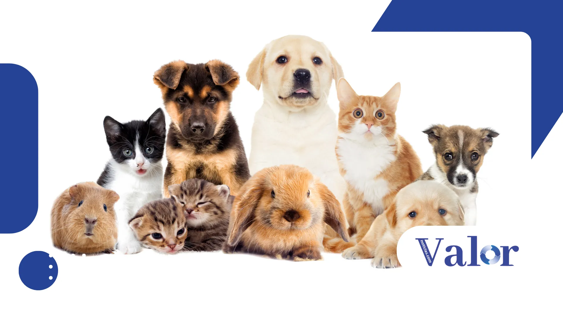 Custo dos pets